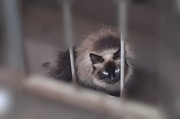 Объявления о пропавших и найденных животных, Вологда, фото: Найдена кошка, район Элиа, Вологда — породистая