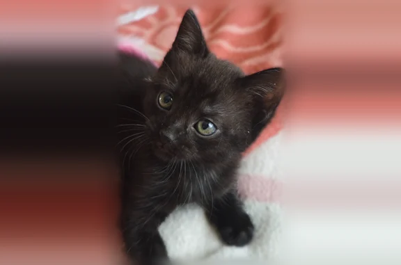 Найдена кошка, Краснодар, фото: Найдена кошка, Краснодар, им. Героя Советского Союза Николая Воробьёва, д. 11 — котёнок под машиной