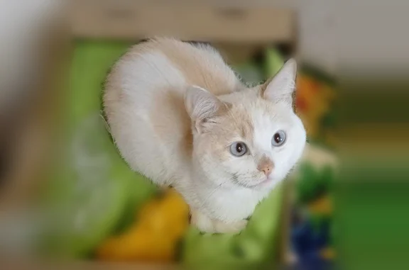 Пропала кошка, Курган, Станционная, д. 43, Курган — очень ласковый мальчик - photo