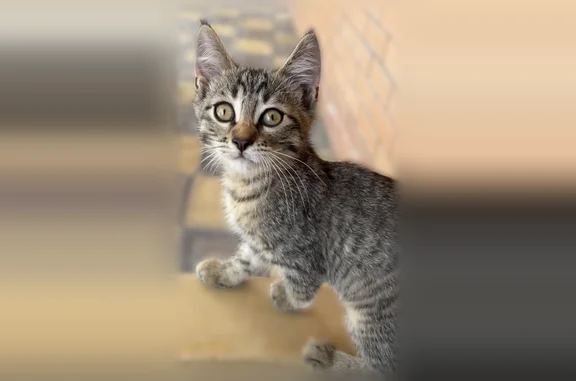 Найденные животные Махачкала, фото: Найдена кошка, Заманова, Махачкала — котёнок, очень контактная и ласковая