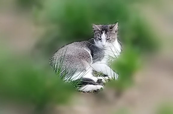 Пропала кошка, Поселок Ленинское, Солнечная поляна, д. 25, Ленинское — кастрирован, яркие глаза, как подведены чёрным карандашом - photo