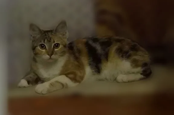 Пропала кошка, Островского, д. 151, Ростов-на-Дону — трёхцветная, 1 год, стерилизована - photo