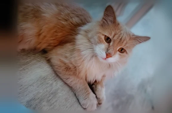 Пропала кошка, Гребенская улица, 75, Оренбург — персиковая, пушистая, очень ласковая - photo