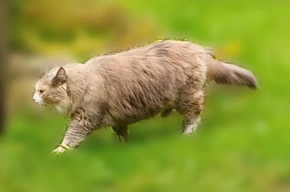 Кошки потеряшки, Сосново, фото: Потеряшка кошка, Поселок Сосново, Озерная, д. 40, Сосново — серо-рыжая с белым пятном на груди