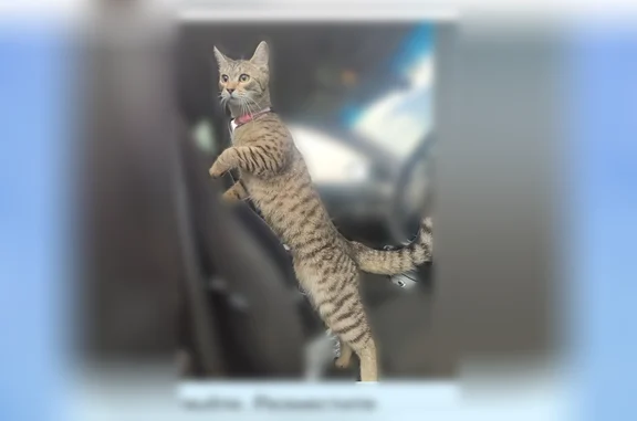 Пропала кошка, Черногорск, Советская, д. 86, Черногорск — 1 год, зовут Маня - photo