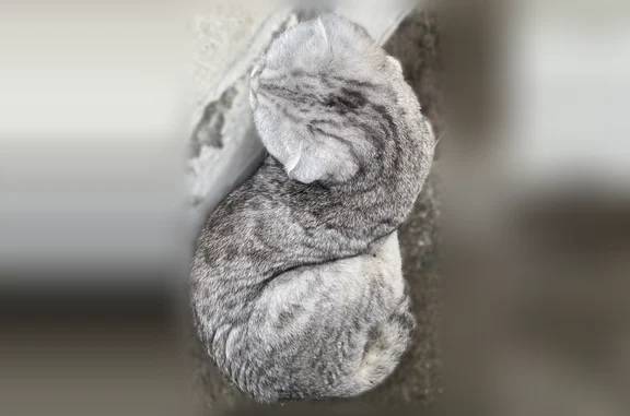 Найдена кошка, Пермь, фото: Найдена кошка, Район Дзержинский (г Пермь), Парковый, д. 66, Пермь — вислоухая