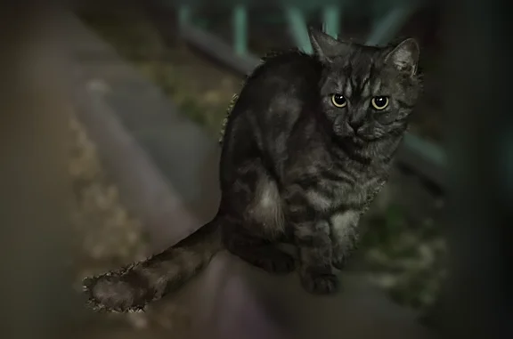 Найдена кошка, Хабаровск, фото: Найдена кошка, Хабаровск, Архангельская, д. 27 — ласковая, подходит, даёт гладить себя