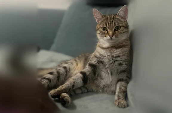 Кошки потеряшки, Саяногорск, фото: Потеряшка кошка, Микрорайон Заводской (г Саяногорск), д. 45, Саяногорск — трёхцветная кошка, пугливая, вырвалась из шлейки
