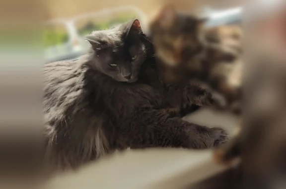 Потерянные животные Йошкар-Ола, фото: Пропала кошка, Йошкар-Ола, Гагарина, д. 24 — две кошки, предположительно выпали с балкона
