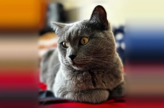 Объявления о пропавших и найденных животных, Серов, фото: Пропала кошка, Максима Горького, Серов — серый британец, длинные задние лапы