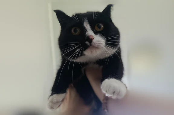 Пропала кошка, Коркино, Ватутина, Коркино — чёрная ласковая кошечка - photo
