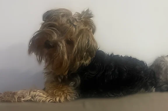 Объявления о пропавших и найденных животных, Междуреченск, фото: Пропала собака, Территория тсн Банкир (г Междуреченск), д. 13, Междуреченск — йоркширский терьер, висячие ушки