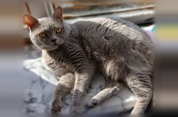 Пропала кошка, Пестово, Боровичская, д. 89а — серая, с ошейником - photo