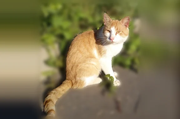Найдена кошка, Владимир, фото: Найдена кошка, Владимир, Новгородская, Владимир — рыже-белая, жёлтые глаза