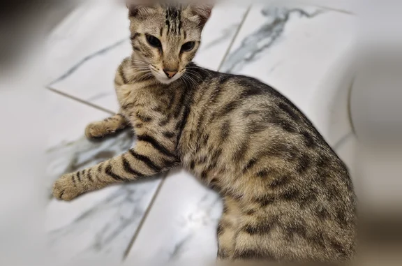 Объявления о пропавших и найденных животных, Новочеркасск, фото: Найдена кошка, Новочеркасск — дружелюбна к людям