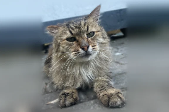Объявления о пропавших и найденных животных, Москва, фото: Найдена кошка, Ботаническая, д. 4 3, Москва — очень ласковая, с ушибами