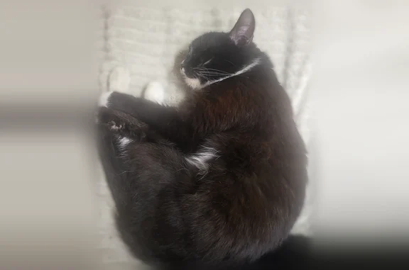Найдена кошка, Верхняя Пышма, фото: Найдена кошка, Верхняя Пышма, Уральских рабочих, д. 50 — чёрный окрас, белые лапки, белая грудь