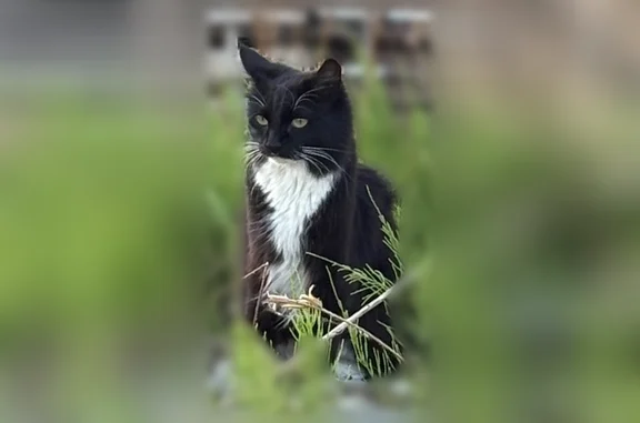 Пропала кошка, Поселок городского типа Кавалерово, Чехова, д. 46, Кавалерово — черно-белая, может пугаться людей - photo