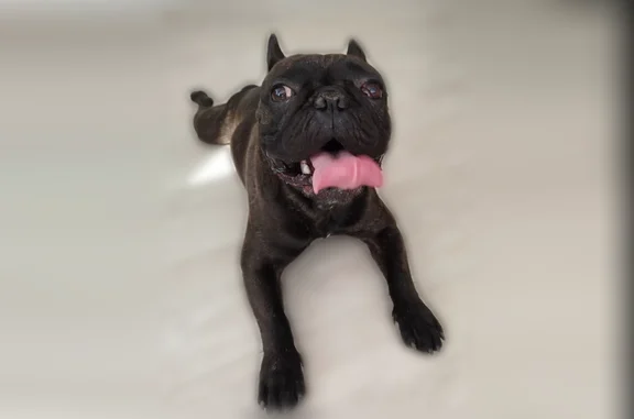 Найдена собака, Барнаул, фото: Найдена собака, остановка «Кардиоцентр», Барнаул — французский бульдог, молодой мальчик