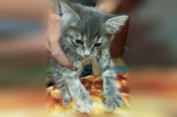 Найдена кошка, Плесецк, фото: Найдена кошка, Рабочий поселок Плесецк, Плесецк — дымчатая девочка, около 3 месяцев