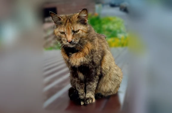 Найдена кошка, Уфа, фото: Найдена кошка, Район Кировский (г Уфа), Новомостовая, д. 22, Уфа