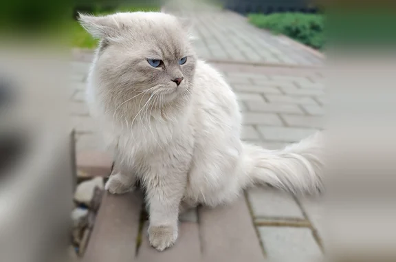 Найдена кошка, Чехов, фото: Найдена кошка, Деревня Васькино (г Чехов), Чехов — светлая, ручная и ласковая