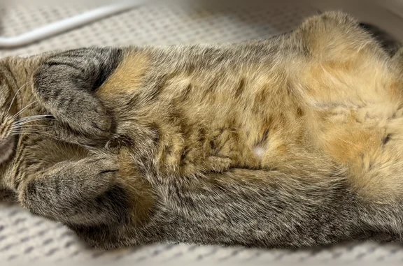 Пропала кошка, Воронеж, Электровозная, д. 6 — крупная, тактильная - photo