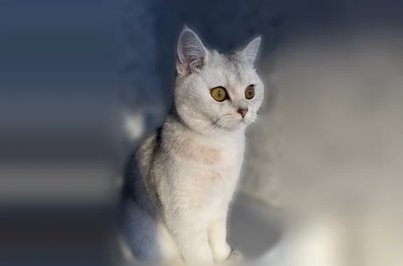 Кошки потеряшки, Ливны, фото: Потеряшка кошка, Ливны, Денисова, д. 28, Ливны — очень ласковая, ручная, предположительно выпала с балкона 4 этажа