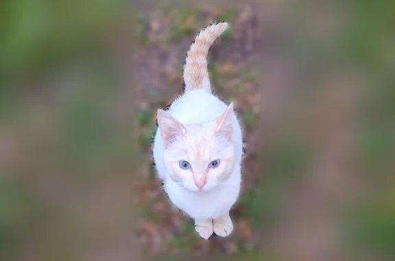 Найдена кошка, Чамерево, фото: Найдена кошка, Деревня Лухтоново, Дубенского, Чамерево — ласковая, белая, с бежевыми ушками и хвостом