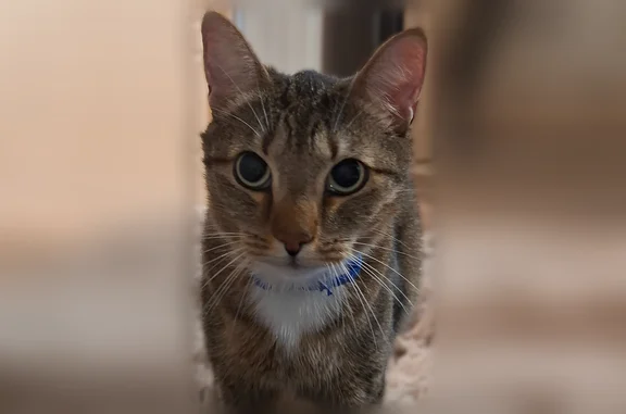 Пропала кошка, Королёв, Гражданская, д. 43 — домашняя, поломан хвостик на конце - photo