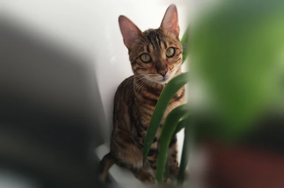 Пропала кошка, Еловая, Тамбов — худощавый, похож на леопарда - photo