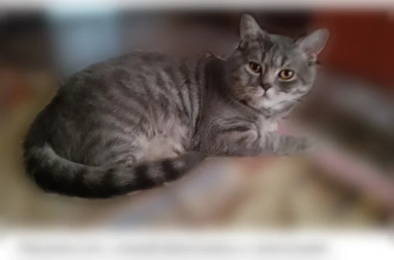 Пропала кошка, Йошкар-Ола, Эшкинина, д. 22 — серый британец с жёлтыми глазами - photo