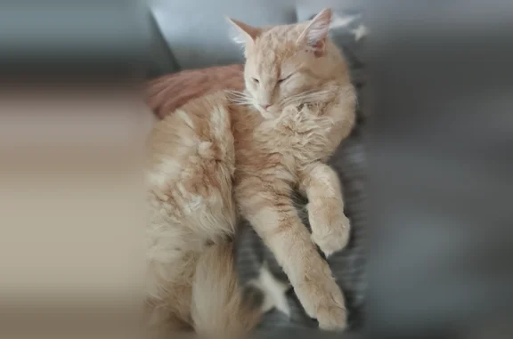 Пропала кошка, Ижевск, им Петрова, д. 8 — рыжий мейнкун, ещё нет года - photo