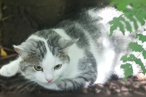 Найденные животные Казань, фото: Найдена кошка, Район Приволжский (г Казань), Карбышева, д. 58, Казань