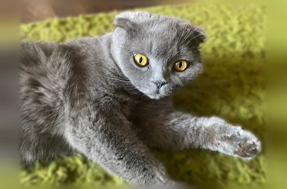 Пропала кошка, Село Павловская Слобода (г Истра), Молодежная, Истра — британец, серый окрас, 17 лет - photo