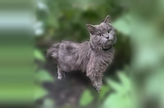 Найденные животные Елец, фото: Найдена кошка, Верхняя 2-я, Елец — старый ошейник от блох, молодой