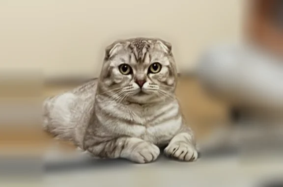 Пропала кошка, реки Воронки, Тула — вислоухий шотландец - photo