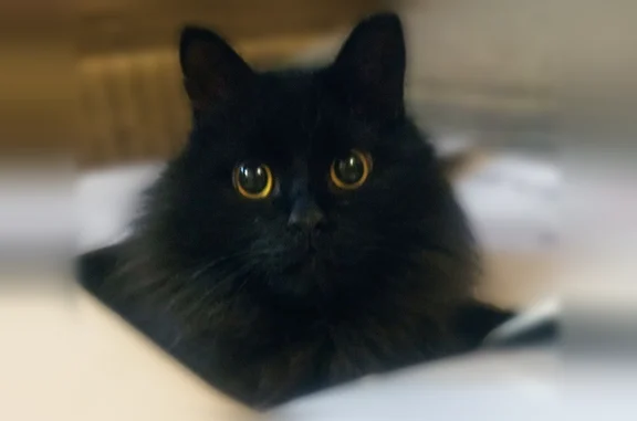 Пропала кошка, Бекетова, д. 3А, Нижний Новгород — худенькая, с бритым пузиком - photo