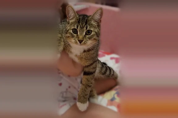 Пропала кошка, Деревня Углово, Каштановая, Углово — кормящая, 8 месяцев, один глаз мутный - photo