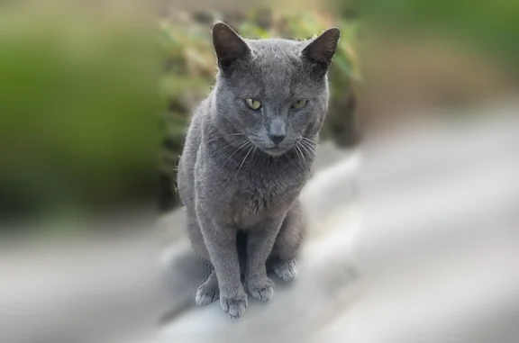 Пропала кошка, Сочи — зелёные глаза, живот слегка побрит - photo