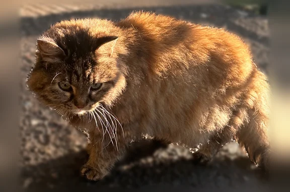 Объявления о пропавших и найденных животных, Москва, фото: Найдена кошка, Москва, Молостовых, д. 14 4 — ласковая, пушистая, домашняя