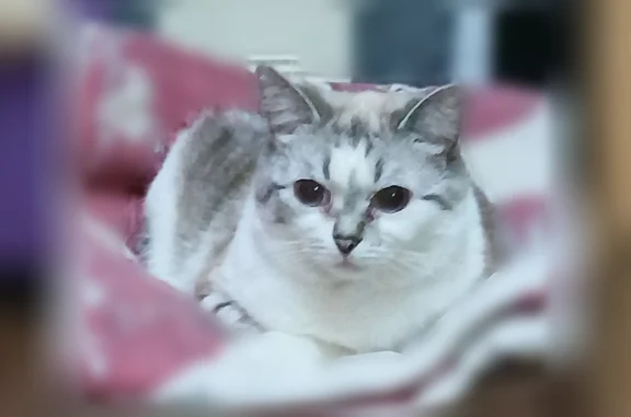 Пропала кошка, Нарьян-Мар — голубые глаза, два клыка с одной стороны - photo