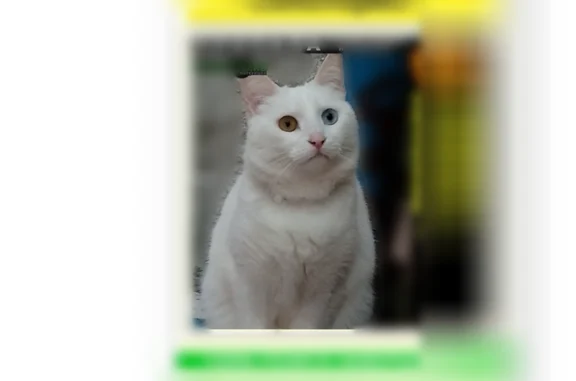 Пропала кошка, Евпатория, Перовской, д. 70/35 — домашняя, белая, глаза разного цвета - photo