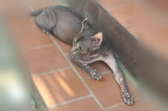 Найдена кошка, Краснодар, фото: Найдена кошка, Краснодар — недавно кастрирован, швы, молодой, около 4 кг