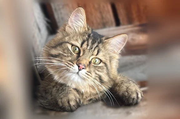 Пропала кошка, Шлютова, Тольятти — кот ласковый, откликается на Диш/Дишка - photo