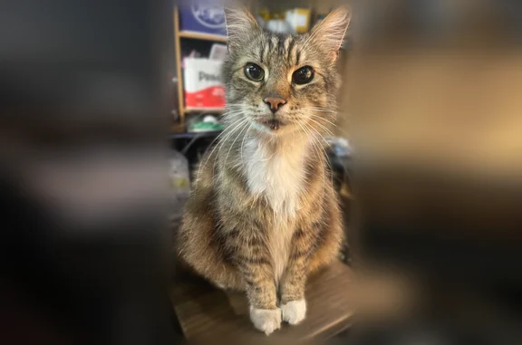 Найдена кошка, Калининград, фото: Найдена кошка, Район Ленинградский (г Калининград), Аксакова, д. 125, Калининград — глаза разного цвета, как будто выбрит левый бок и живот