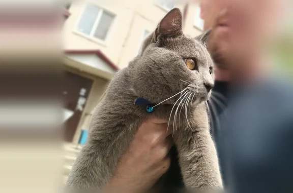 Найденные животные Южно-Сахалинск, фото: Найдена кошка, Южно-Сахалинск, Сахалинская, д. 55 — серый кот, белые лапы, синий ошейник с колокольчиком