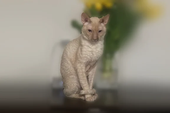 Пропала кошка, Деревня Карлук, Главная, Карлук — корниш-рекс, 9 лет, голубые глаза - photo