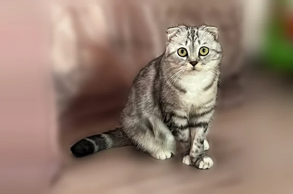 Пропала кошка, 10-й Линейный, д. 22, Кемерово — хромает на одну лапку - photo