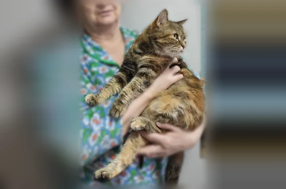 Пропала кошка, станция Липецк, Липецк — бенгальская, 8 лет, в ярком разноцветном ошейнике - photo